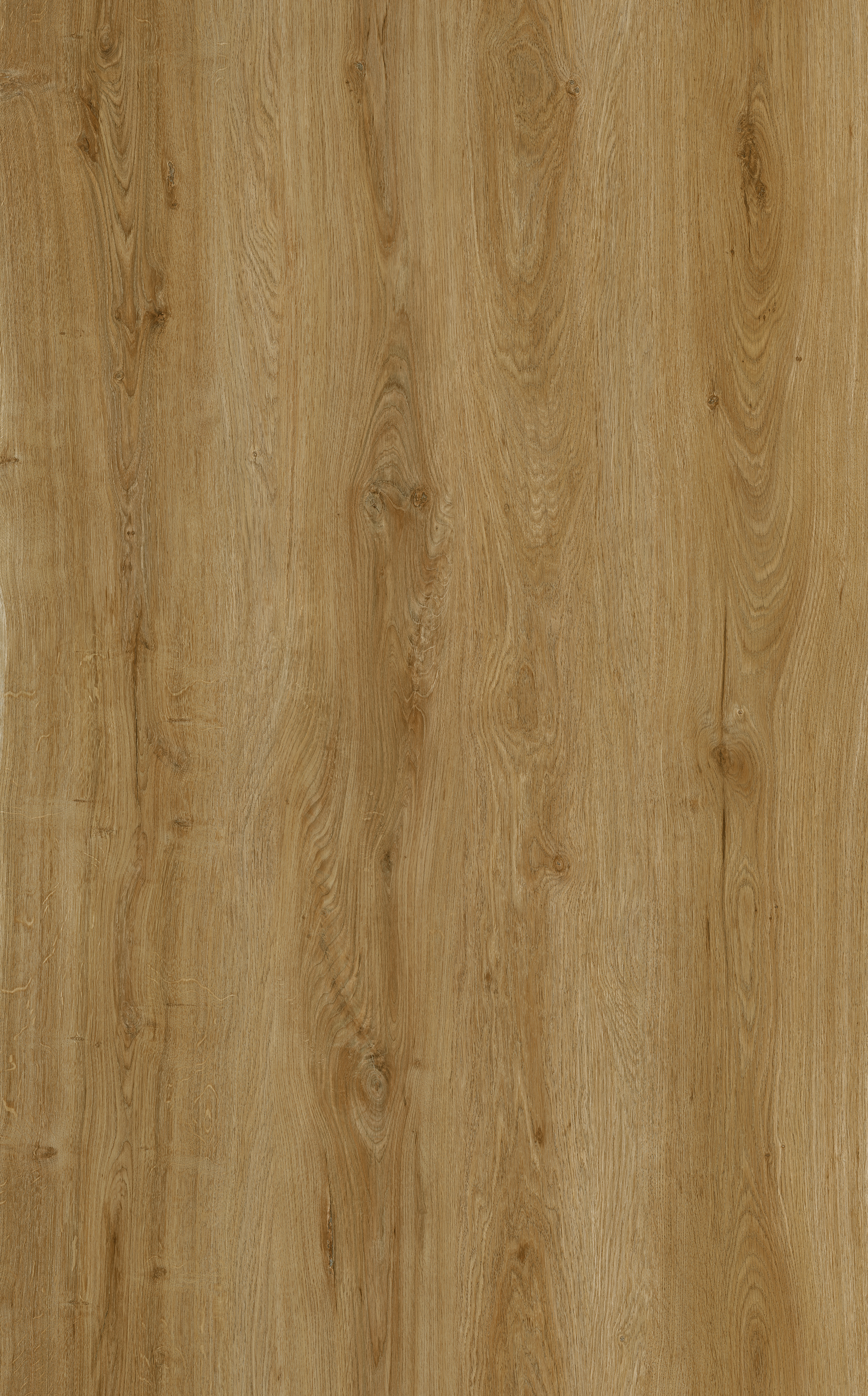 European Oak