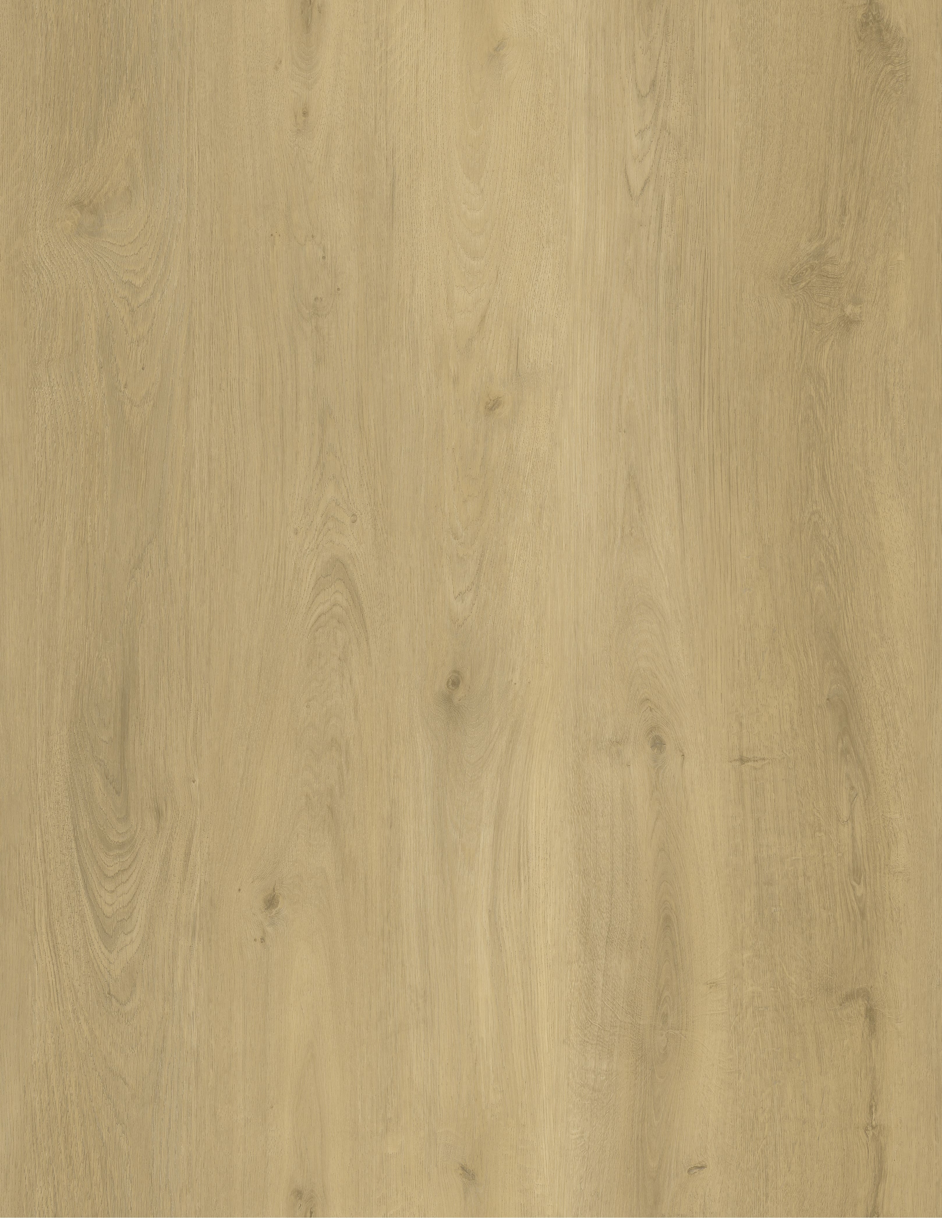 Sand Oak